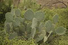 Opuntia engelmannii