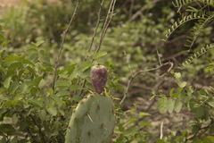 Opuntia engelmannii