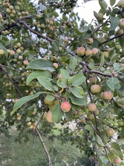 Malus prunifolia