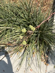 Hesperaloe