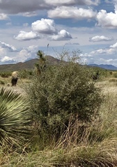 Koeberlinia spinosa