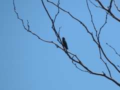 Chlorostilbon lucidus