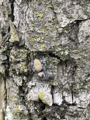 Phidippus adumbratus