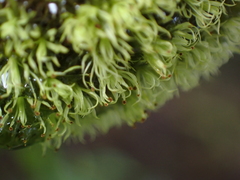 Plenogemma phyllantha