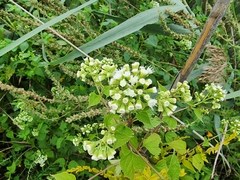 Ageratina altissima