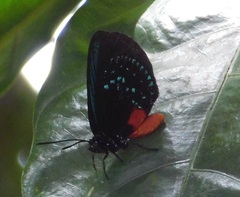 Eumaeus atala