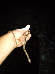 Thamnophis saurita saurita