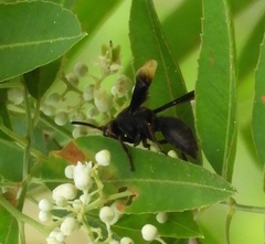 Parachartergus apicalis