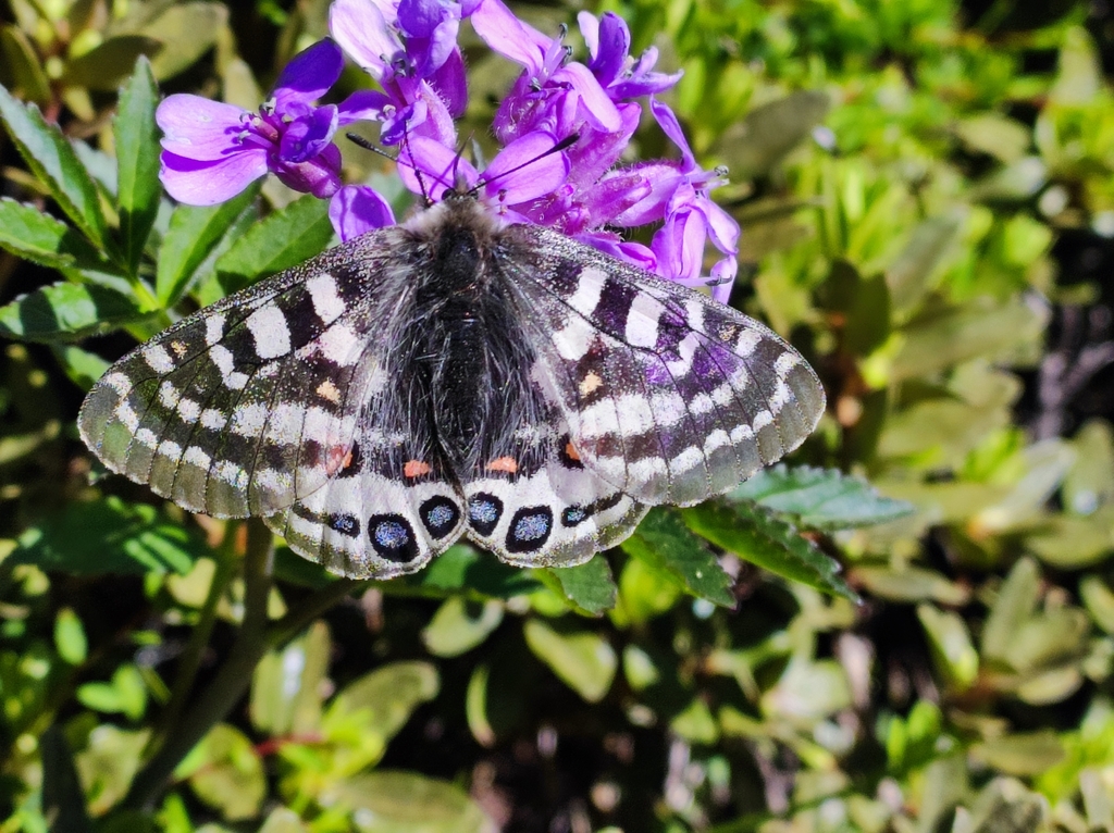 Parnassius orleans