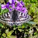 Parnassius orleans - Photo (c) mscr, some rights reserved (CC BY-NC)