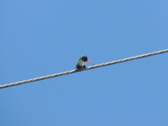 Chlorostilbon lucidus