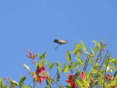 Chlorostilbon lucidus