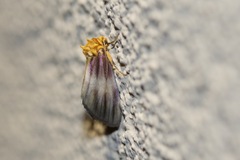 Eulithosia plesioglauca