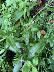 Epilobium parviflorum