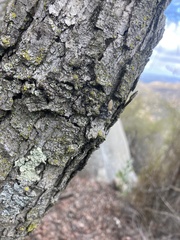 Phidippus adumbratus