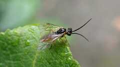 Tenthredinidae