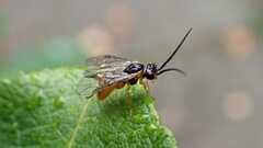 Tenthredinidae