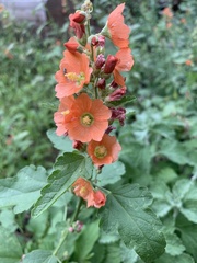 Sphaeralcea fendleri