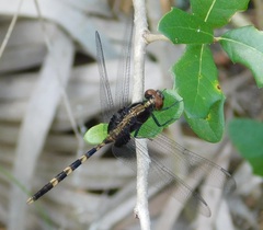 Erythemis plebeja