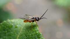 Tenthredinidae