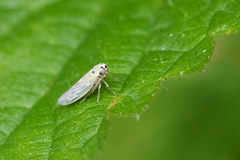 Macrosteles