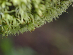 Plenogemma phyllantha