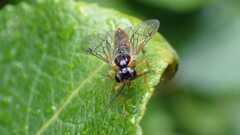 Tenthredinidae