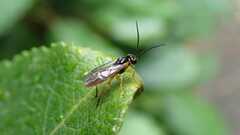 Tenthredinidae