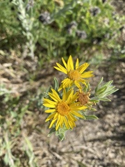 Heterotheca