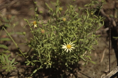Xanthisma texanum