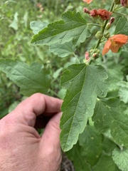 Sphaeralcea fendleri