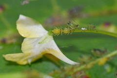 Impatientinum asiaticum