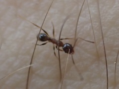 Pheidole dentata