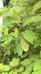 Celtis occidentalis