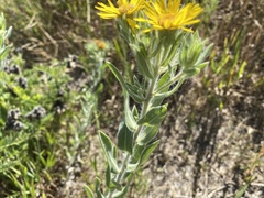 Heterotheca