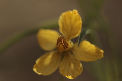 Senna pumilio