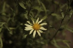 Xanthisma texanum