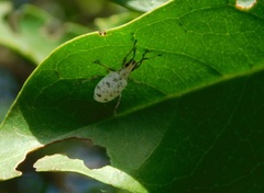Myllocerus undecimpustulatus