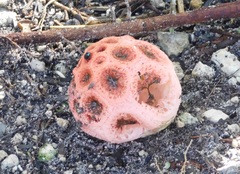 Clathrus crispus