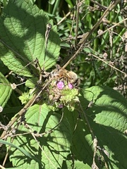 Apis mellifera scutellata