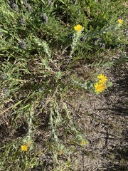 Heterotheca