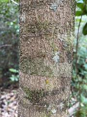 Corynocarpus laevigatus