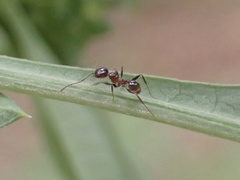 Pheidole dentata