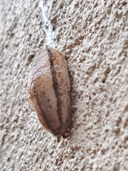 Meghimatium pictum