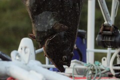 Hippoglossus hippoglossus