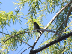 Chlorostilbon lucidus