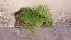 Adiantum capillus-veneris