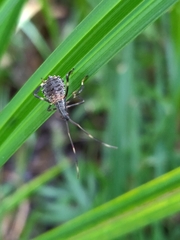 Acanthocephala terminalis