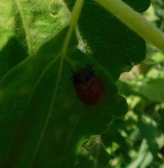 Chelymorpha cribraria
