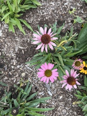 Echinacea